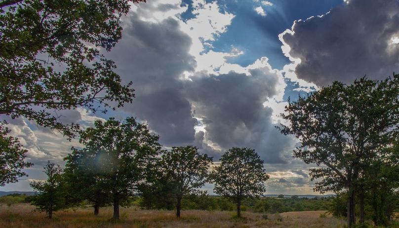 6. Open pasture meets scattered oak trees