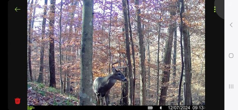 Cullman 53 Rice_Sullivan Trail Cam-3