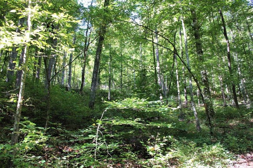 022 healthy mix of understory beneath the canopy in the southern area of the property