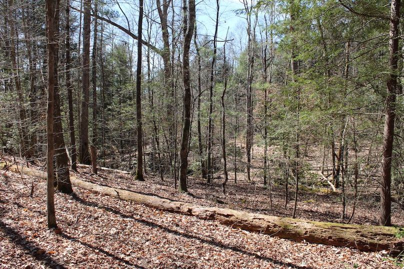 034 beautiful views in the timber