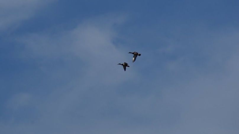 ducks bow turkey lawrence 2013 001