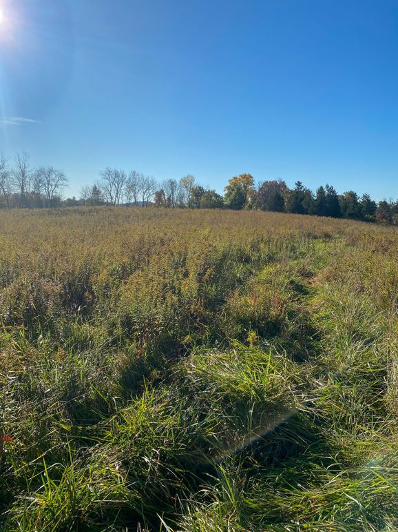 Lewis Johnson 78 004