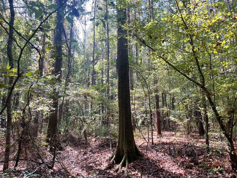 11CBC487-D5E2-41F7-80DA-7ED3C81902BE_1_105_c