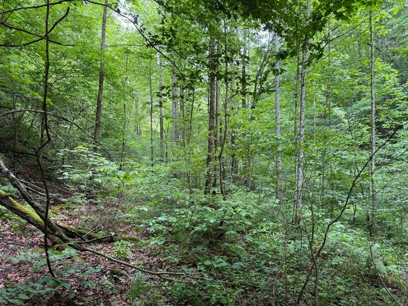 009 road leading into the property