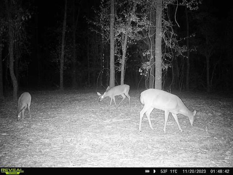 New Trail Cam 9
