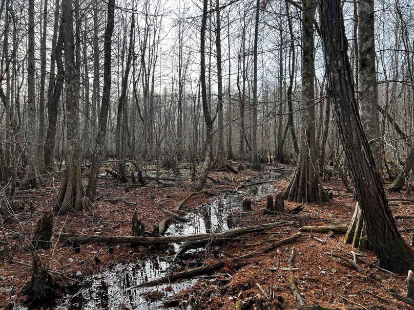 Wolf River bottoms