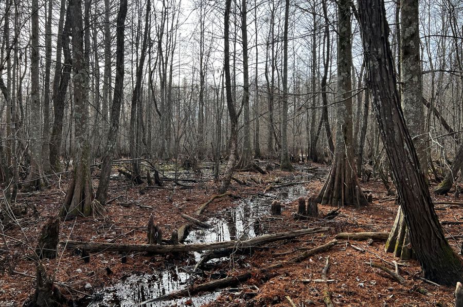 Wolf River bottoms
