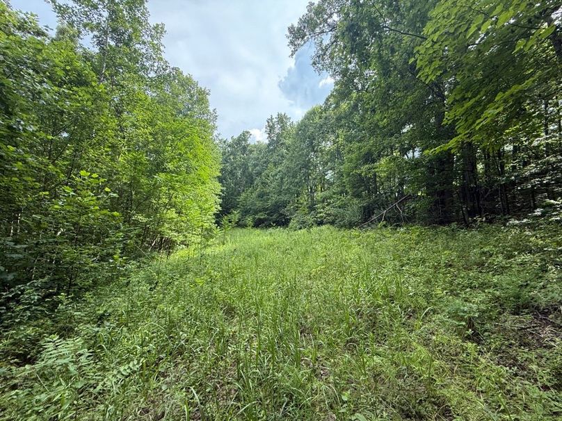 016 what a great little hidden field, perfect for a foodplot