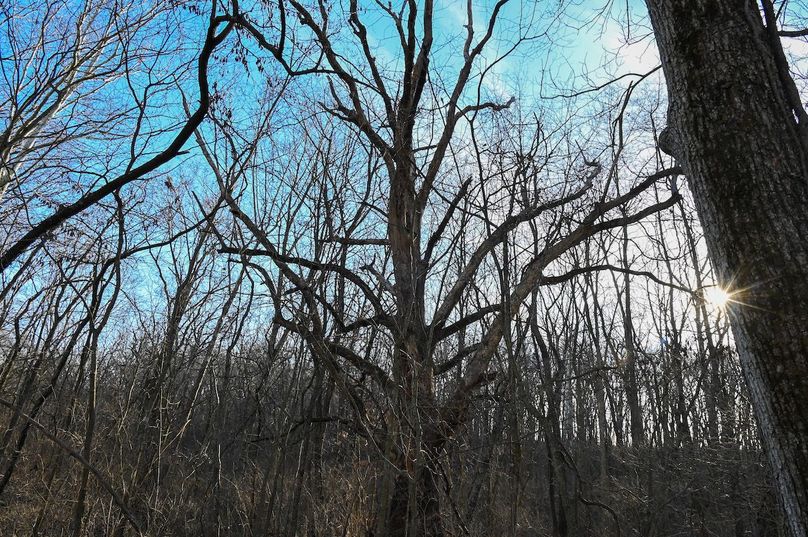 vandalia 450 (2)-2205