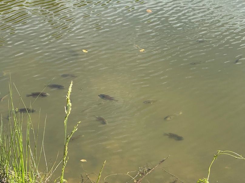 010 plenty of big healthy fish in this pond