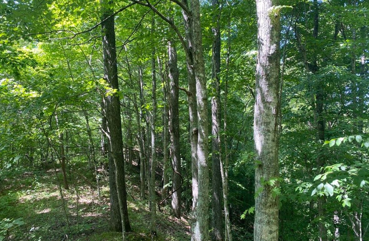 002 ridgetop forest area along the east boundary copy