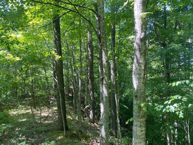 002 ridgetop forest area along the east boundary copy