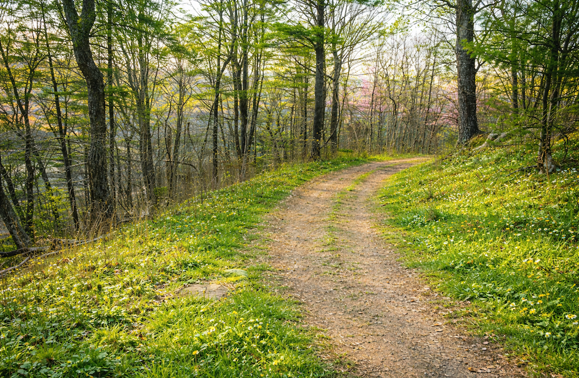 Springtime forest trail with wildflowers
