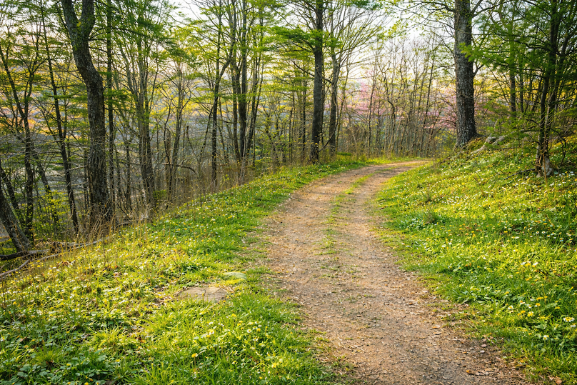 Springtime forest trail with wildflowers
