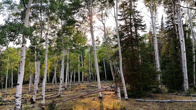 DJI_20250726185902_0257_D