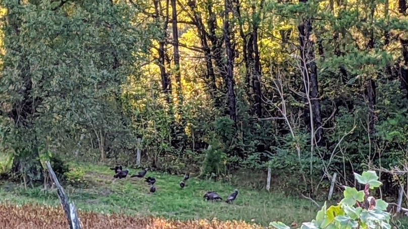 original_1f05c155-6aa4-40b6-bdd8-549c20943449_IMG_20201101_162323