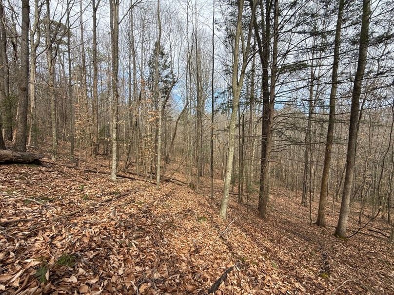 011 north facing slope near the entrance into the property