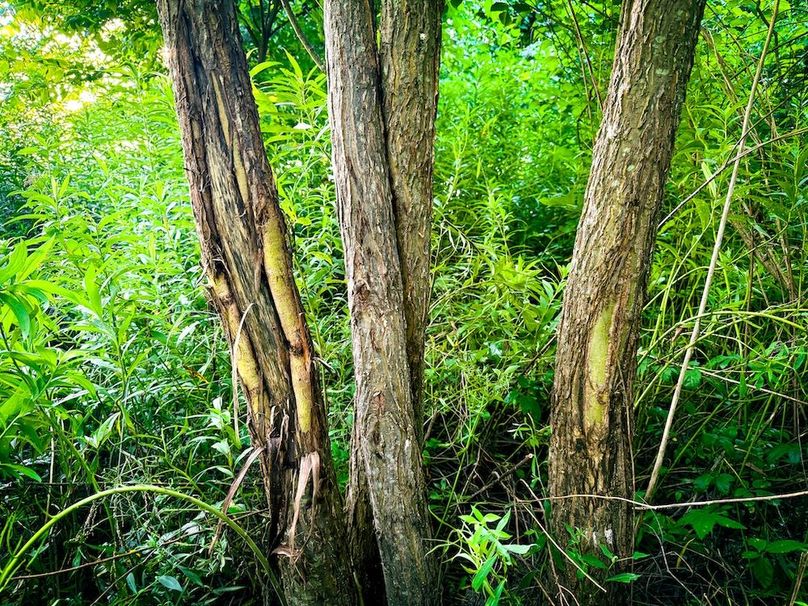 Copy of Noxubee 112.1 +- Tract 1-31