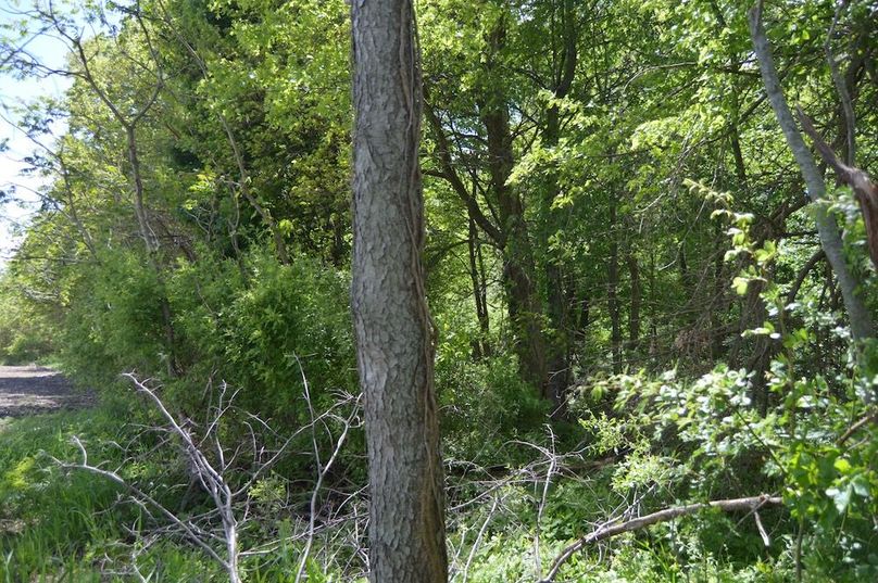 NE corner of woods