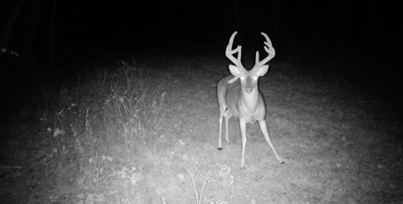 Copy of Clay 374.13 Trail Cam Photo-7 Large