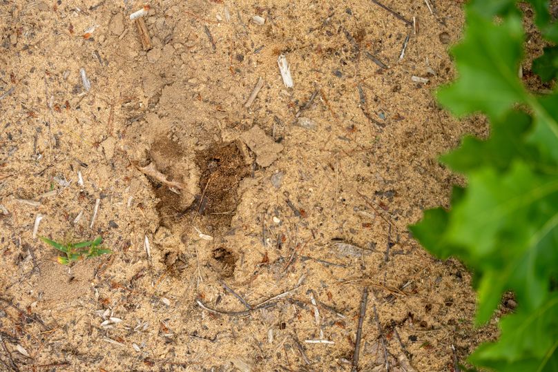 Ogemaw MI 475 Featured Pro Photo-742230