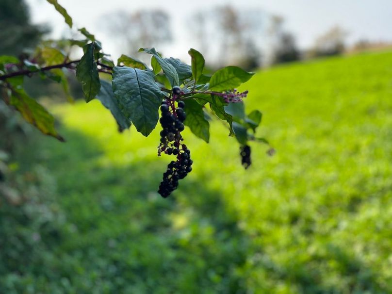 Yates_29_Stape Photo 23