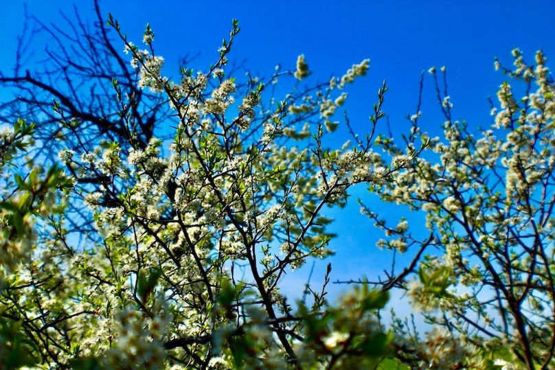 Plum_Flowers(2)