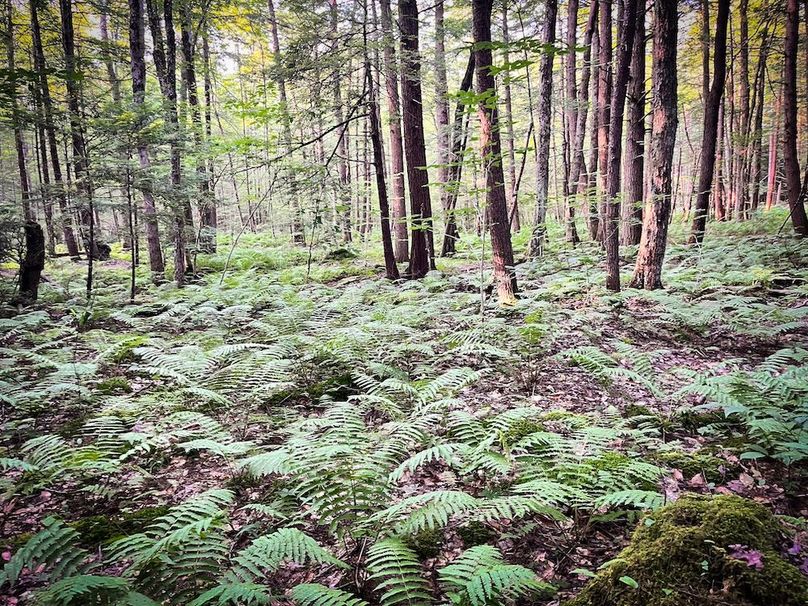 Oswego_25.66_Pettit_Photos_47