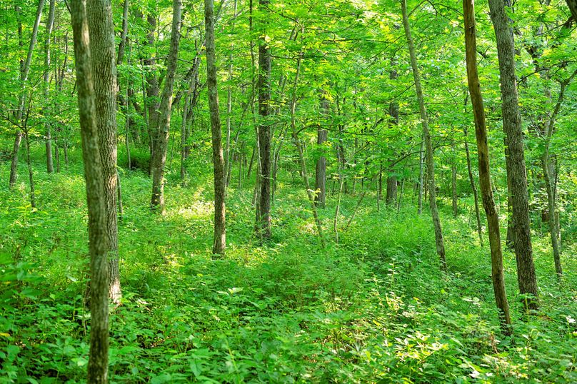 Harrison MO 480 Pro Photo_177 (2)