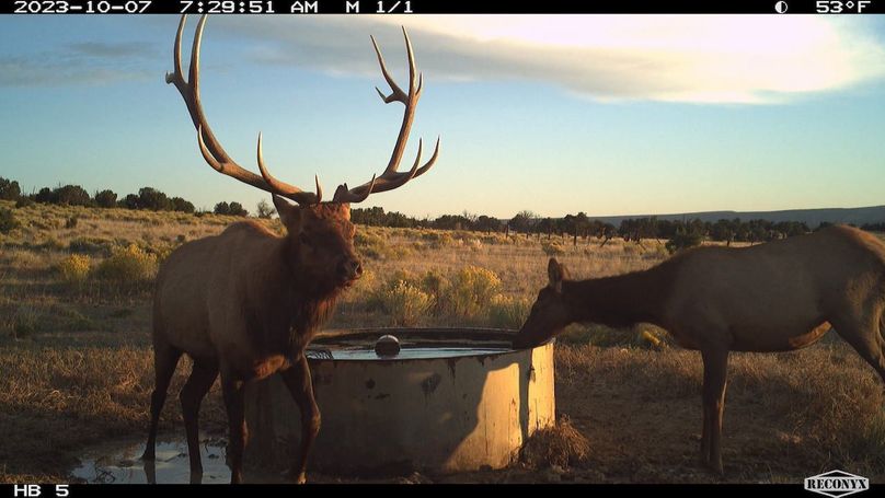 big elk 8