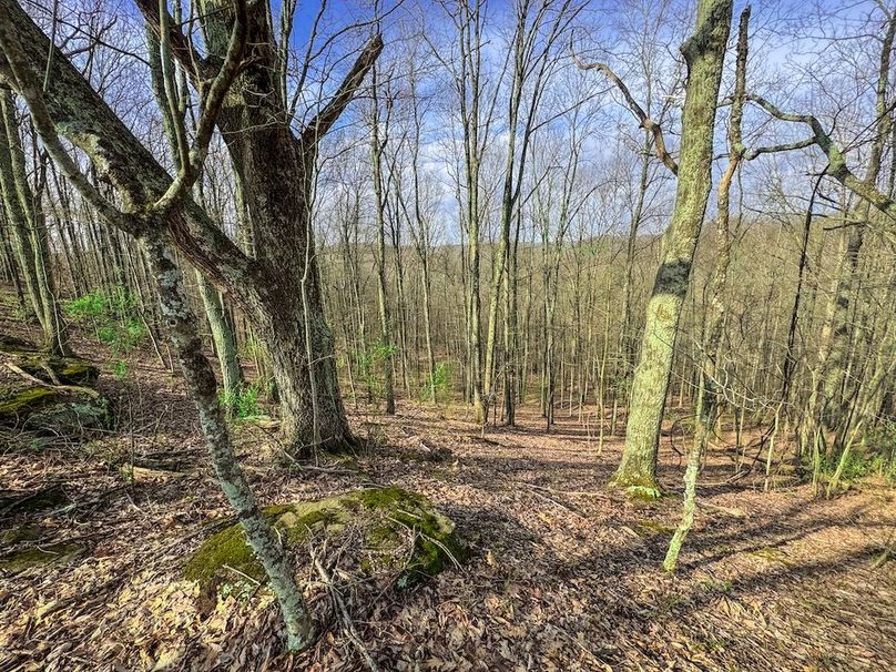 Ritchie, WV 206.08 AC Curriden-34
