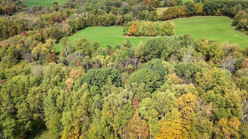 Cayuga_55.02_Herman Photo 50