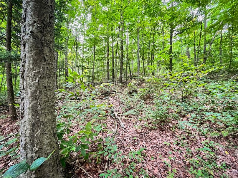 Chemung_60.55_Baumunk_Photos_26