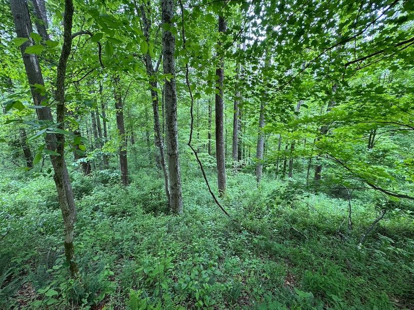 Pleasants, WV 168.59 AC Superior, Swank, Young-085