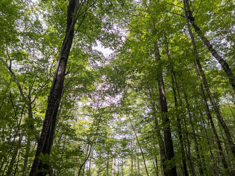 18_36.85_Pocahontas_WV