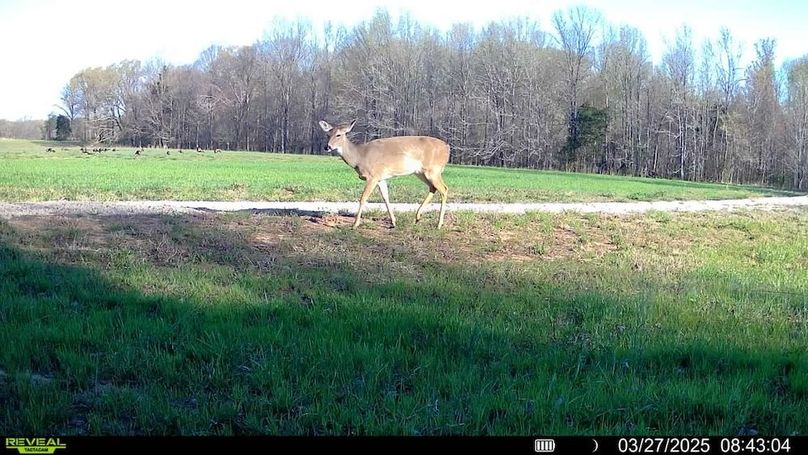 Copy of Deer and turkey