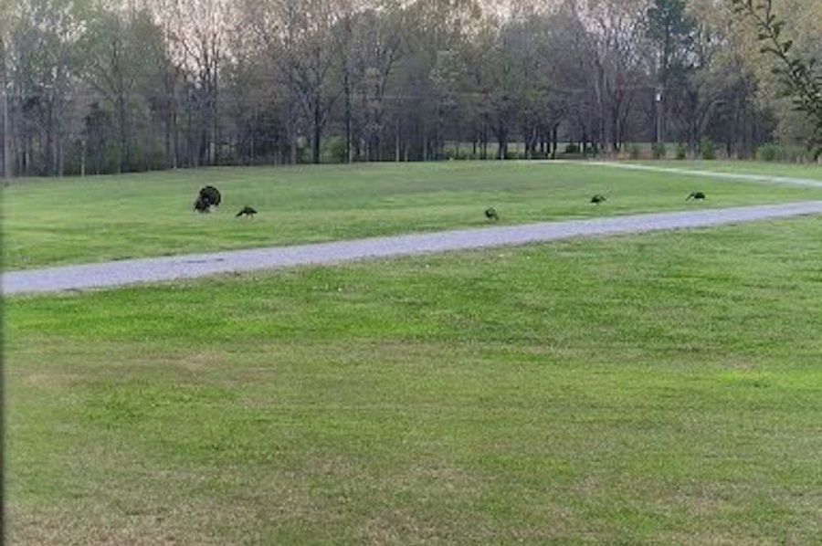 Backyard Turkey