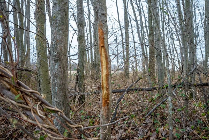 Copy of DSC00745 Large