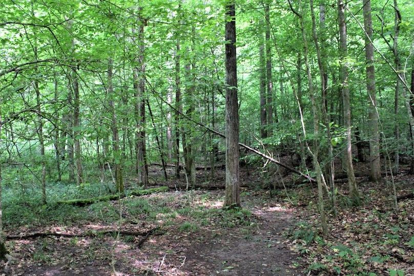 030 open forested area along Long Branch