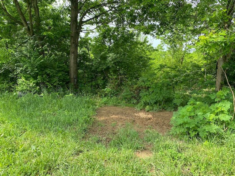 005 on of the heavily used mineral lick stations copy