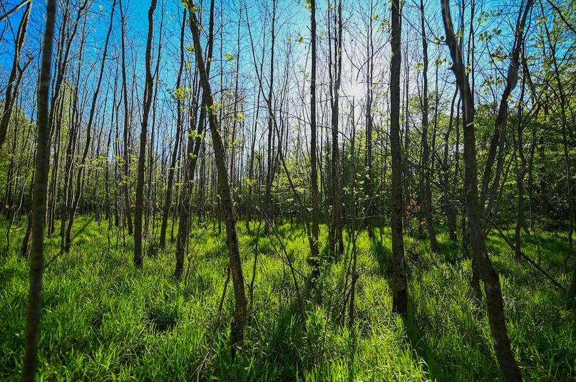 vandalia 450 (2)-3049