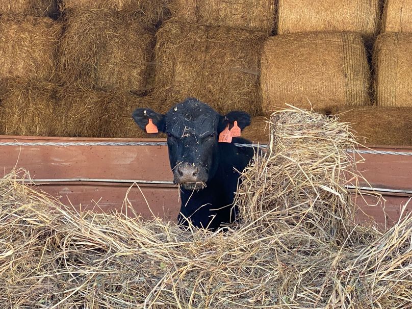 053 happy customer at the steel shed copy