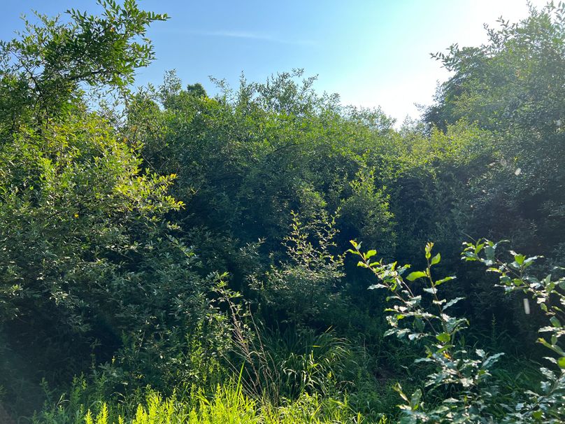 Wirt, WV 150.75 AC Tinnell-50