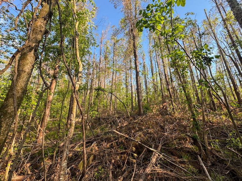 Tallahatchie 44 Newman (Crowden) Wide-28