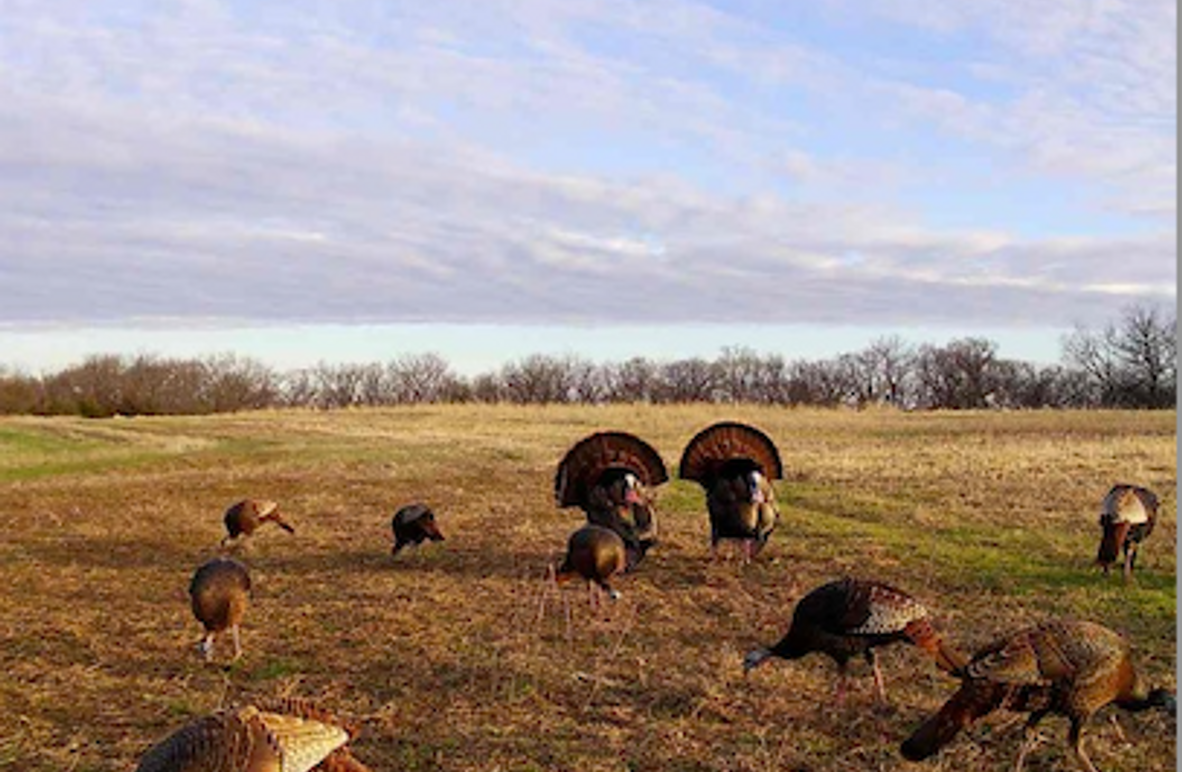 Screen Shot 2024-03-25 at 11.19.47 AM