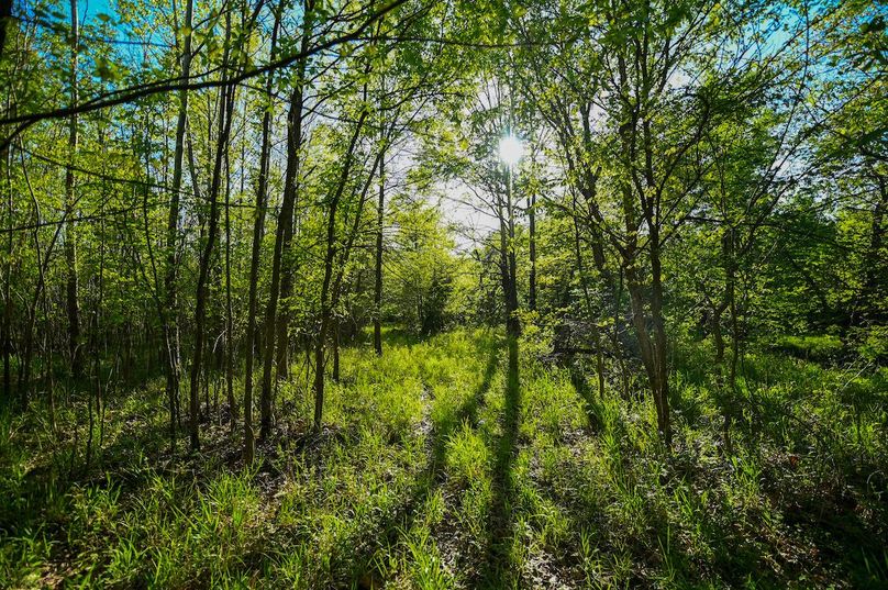 vandalia 450 (2)-3037