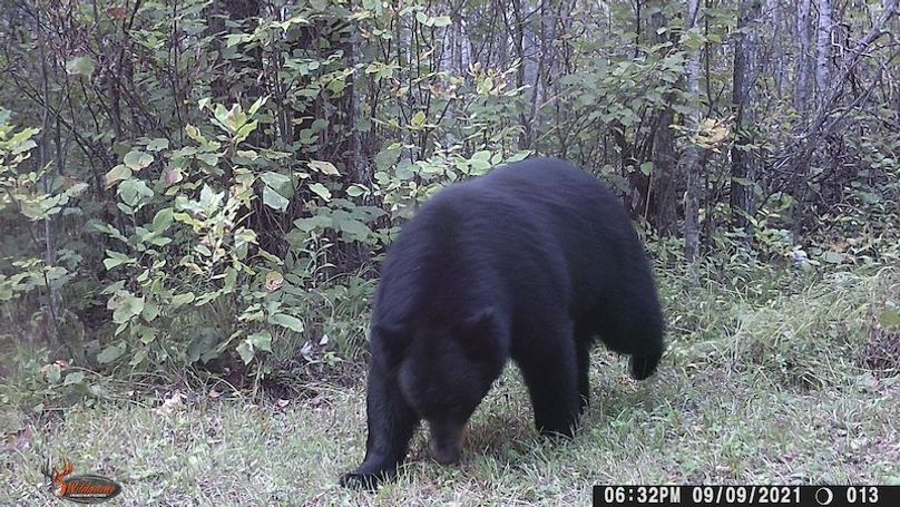 Bear 1