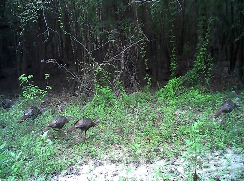 00000993.JPG - OneDrive copy