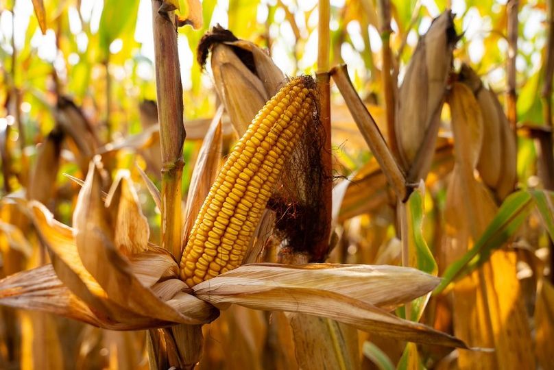 Cedar IA 152 Featured Z35