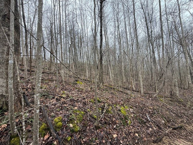 018 the forested area in the southeast part of the property
